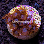 LiveAquaria® Blue Abyss Zoanthus IM (click for more detail)