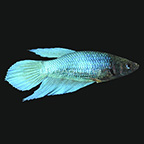 Blue Striped Veiltail Betta, Female (click for more detail)