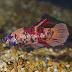 Multicolor Plakat Betta, Male (click for more detail)
