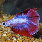 Red and Purple Doubletail Betta, Male (click for more detail)