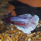 Red/Lavender Halfmoon Plakat Betta, Male (click for more detail)