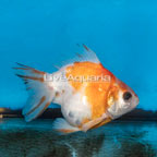 Ryukin Goldfish (click for more detail)