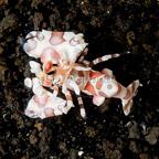 Harlequin Shrimp (click for more detail)