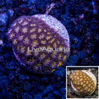 LiveAquaria® Cultured Leptastrea Coral (click for more detail)