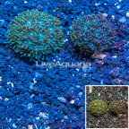 LiveAquaria® Two Pack Cultured Galaxea Coral (click for more detail)