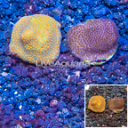 LiveAquaria® Two Pack Cultured Montipora Coral (click for more detail)