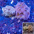 LiveAquaria® Two Pack Cultured Anthelia Coral (click for more detail)