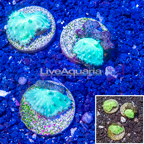 LiveAquaria® Cultured Three Pack Sinularia Coral (click for more detail)