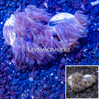 LiveAquaria® Two Pack Cultured Anthelia Coral (click for more detail)