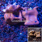 LiveAquaria® Two Pack Cultured Blue Ridge Coral (click for more detail)
