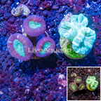 LiveAquaria® Two Pack Cultured Caulastrea Coral (click for more detail)