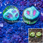 LiveAquaria® Two Pack Cultured Favia Coral (click for more detail)