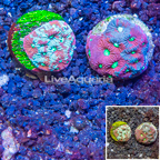 LiveAquaria® Two Pack Cultured War Coral (click for more detail)