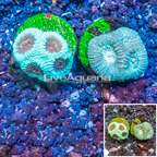 LiveAquaria® Cultured Brain Star Coral & Favia Brain Coral Pack (click for more detail)