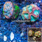 LiveAquaria® Two Pack Cultured Favia Coral (click for more detail)