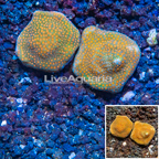 LiveAquaria® Two Pack Cultured Montipora Coral (click for more detail)