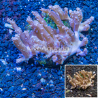 Tree Coral Indonesia (click for more detail)