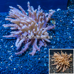 Tree Coral Indonesia (click for more detail)