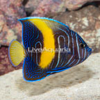 Maculosus Angelfish, Juvenile (click for more detail)