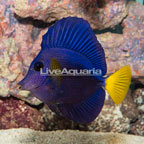 Purple Tang [Blemish] (click for more detail)