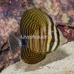 Sailfin Tang, Desjardini [Blemish] (click for more detail)