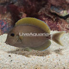 Epaulette Surgeonfish (click for more detail)