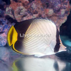 Vagabond Butterflyfish (click for more detail)
