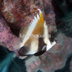 Threeband Pennant Butterflyfish  (click for more detail)