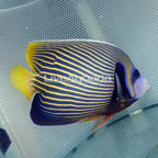 Emperor Angelfish, Adult (click for more detail)