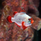 Gold Nugget Maroon Clownfish (click for more detail)