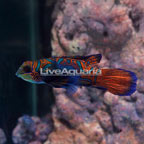 Red Mandarin, Male (click for more detail)
