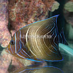 Koran Angelfish (click for more detail)