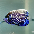 Emperor Angelfish, Juvenile (click for more detail)