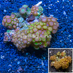 Zoanthus Coral Indonesia (click for more detail)