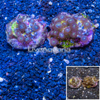 Zoanthus Coral Indonesia Two Pack (click for more detail)