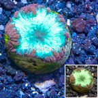 LiveAquaria® Cultured Blastomussa Coral (click for more detail)
