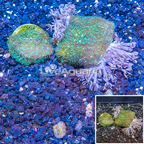 LiveAquaria® Cultured Pom Pom Xenia and Leptoseris Coral (click for more detail)