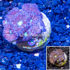 LiveAquaria® Cultured Blastomussa Coral (click for more detail)