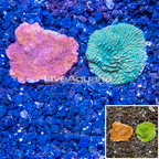 LiveAquaria® Two Pack Cultured Montipora Coral (click for more detail)