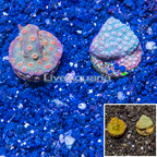 LiveAquaria® Two Pack Cultured Cyphastrea Frag (click for more detail)