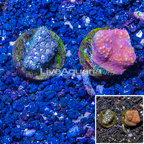 LiveAquaria® Cultured Echinophyllia aspera & Leptastrea Coral Combo (click for more detail)