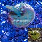 LiveAquaria® Cultured Acropora Coral (click for more detail)
