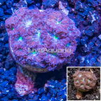 LiveAquaria® Cultured Blastomussa Coral (click for more detail)