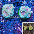 LiveAquaria® Two Pack Cultured Goniastrea Brain Coral (click for more detail)