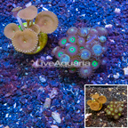 LiveAquaria® Cultured Zoanthus and Button Polyp Coral (click for more detail)