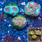 LiveAquaria® Three Pack Cultured Favia Coral (click for more detail)