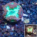 LiveAquaria® Cultured Blastomussa Coral (click for more detail)