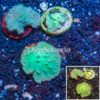 LiveAquaria® Three Pack Cultured Green Cabbage Leather Coral (click for more detail)