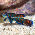 Red Mandarin, Female (click for more detail)