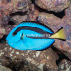Blue Tang (click for more detail)